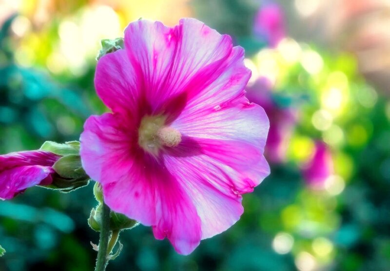 Pink Hollyhock Flower — Serene, Afternoon, Photograph, Bud