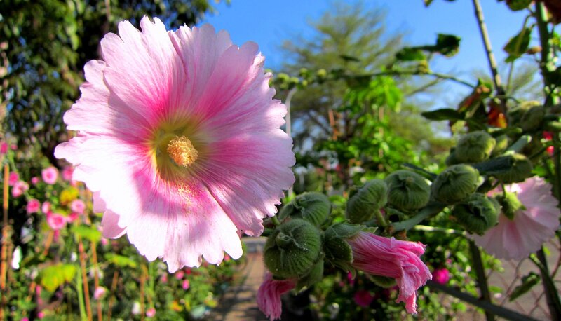 Pink Hollyhock Flower — Serene, Afternoon