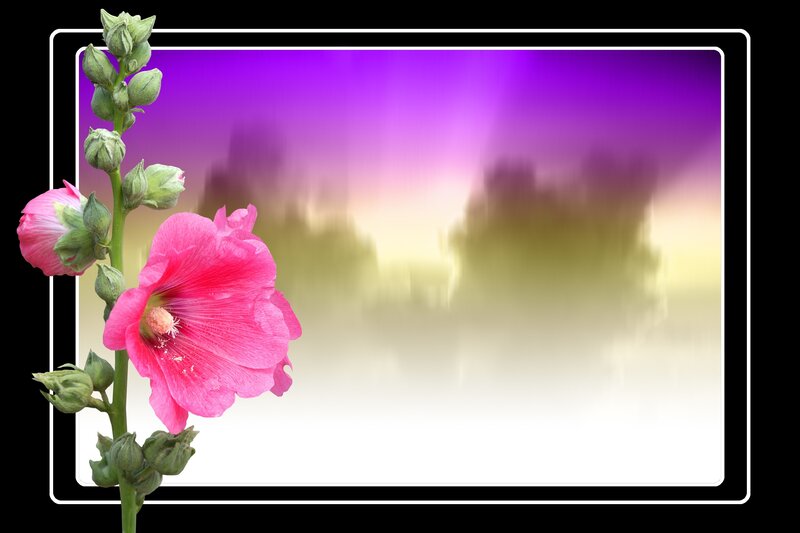 Pink Hollyhock Flower — Serene