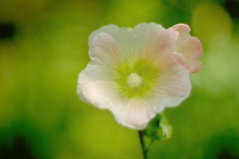 Pink Hollyhock Flower — White