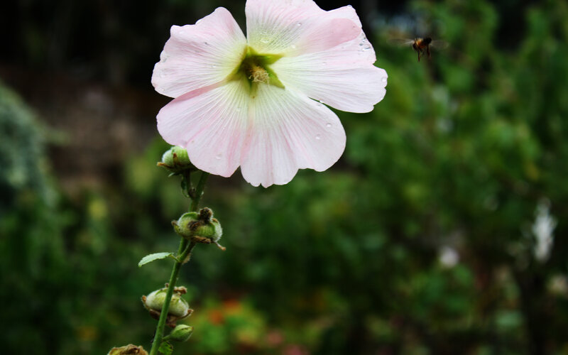 pink hollyhock flower with bee