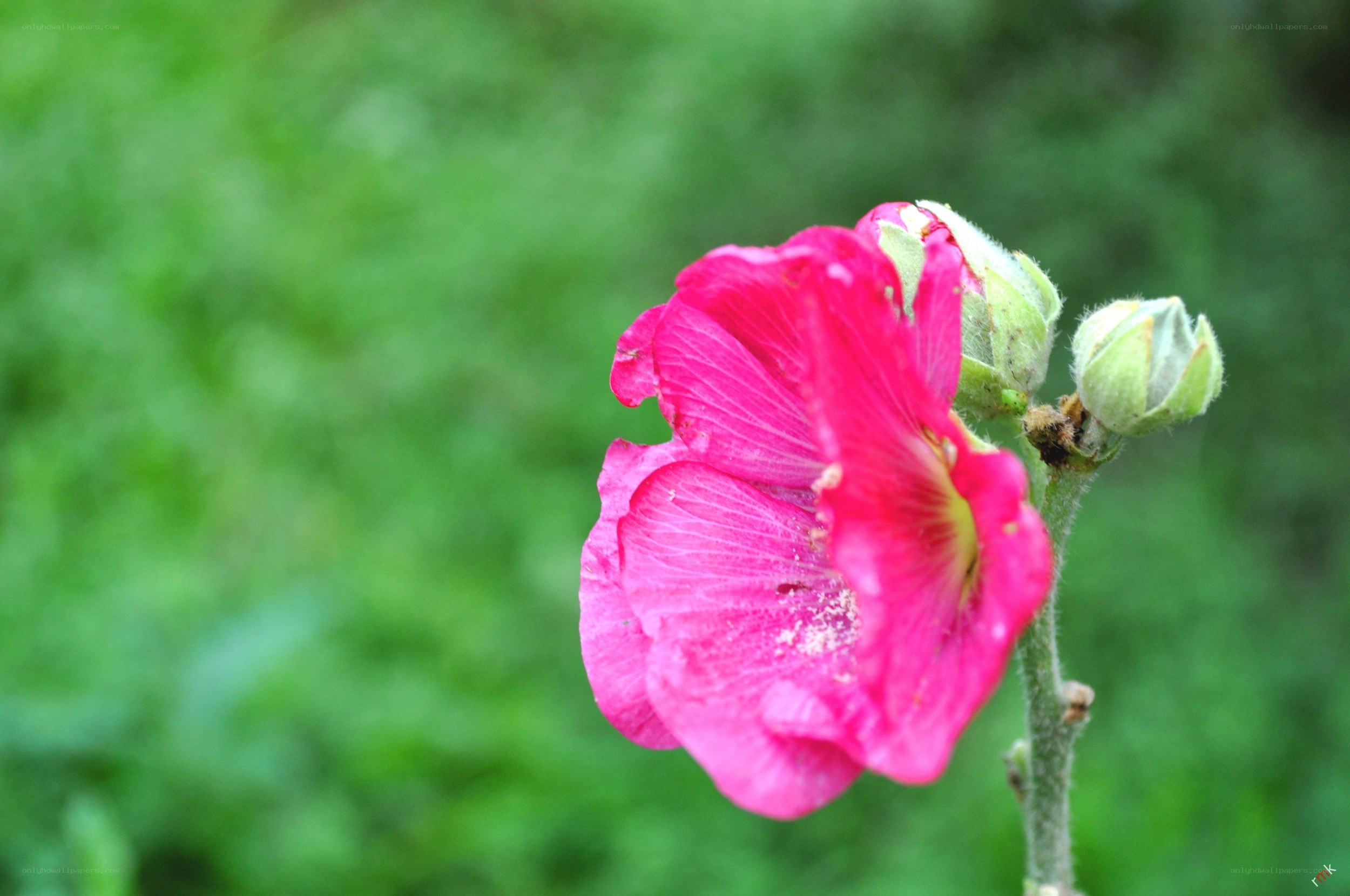 pink hollyhock flower