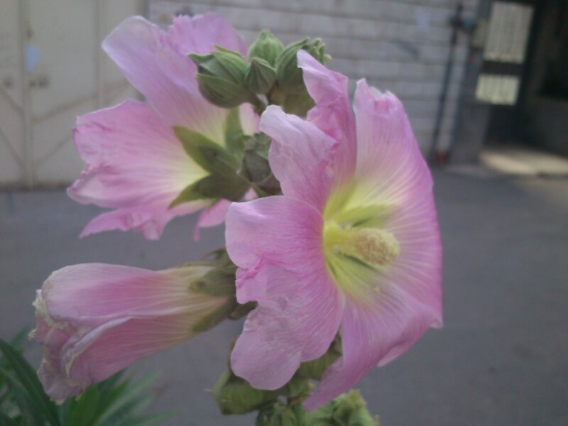 Pink hollyhock flowers