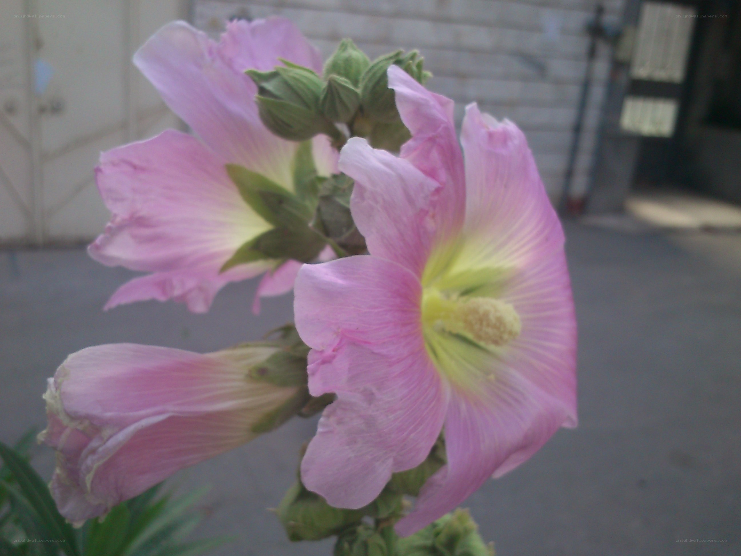 Pink hollyhock flowers