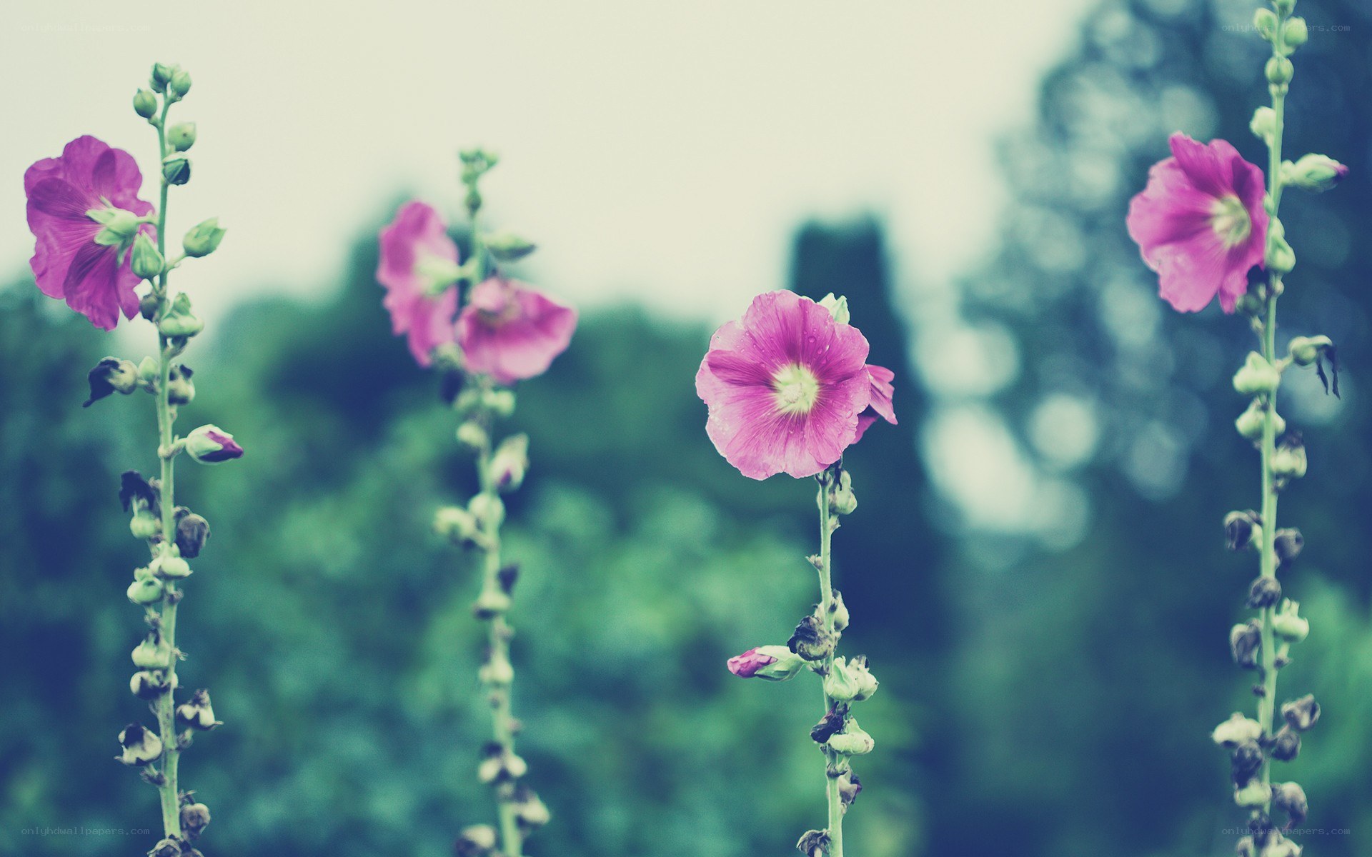 pink hollyhock flowers
