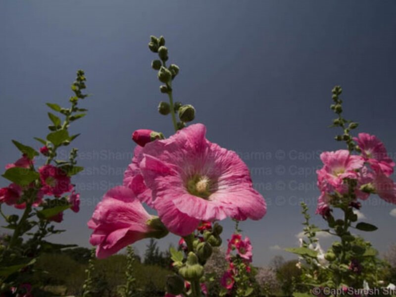 pink hollyhock flowers