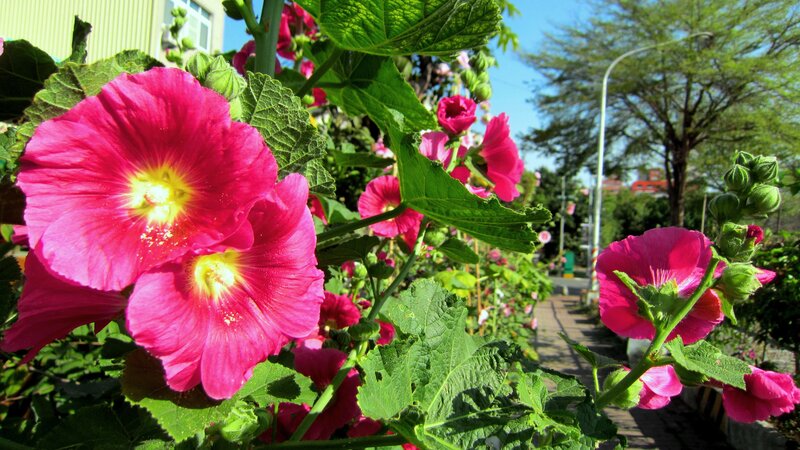 Pink Hollyhock Flowers — Bright