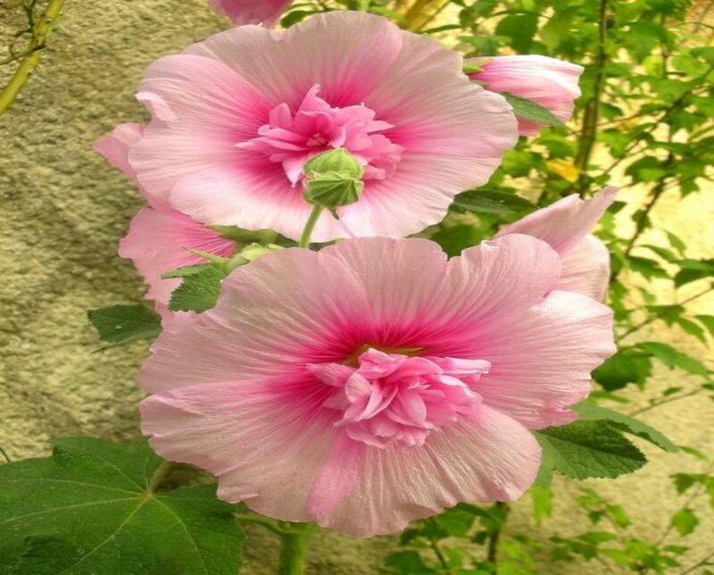 Pink Hollyhock Flowers — Calm, Afternoon, Photograph