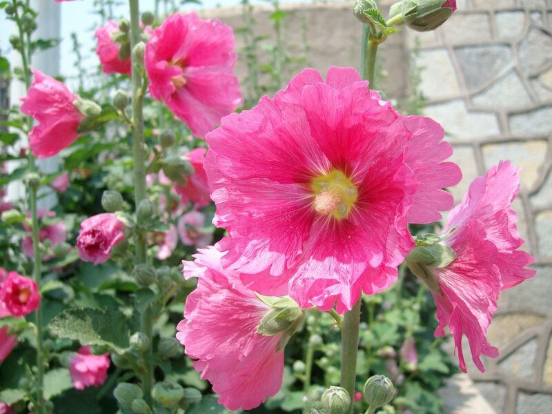 Pink Hollyhock Flowers — Calm, Afternoon