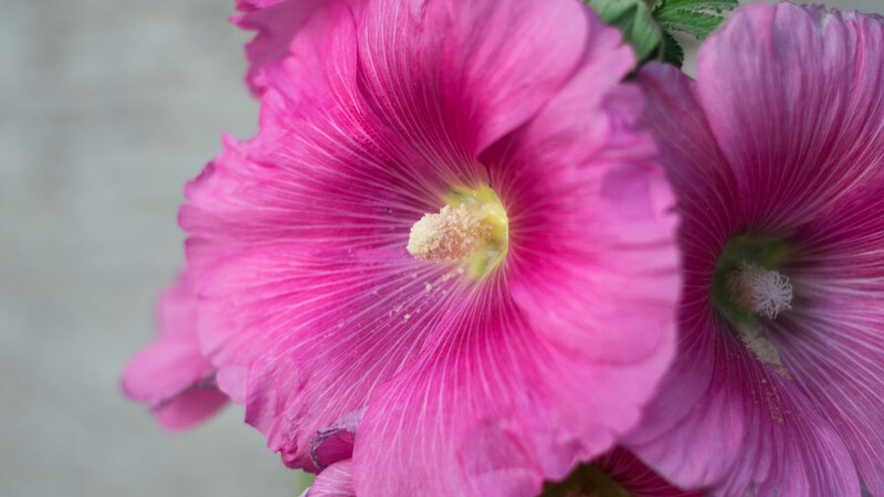 Pink Hollyhock Flowers — Calm, Photograph
