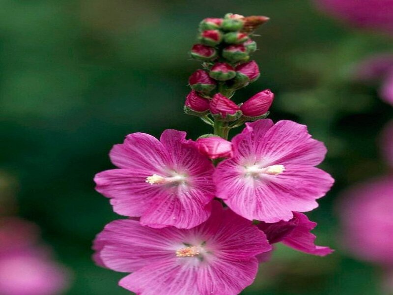 Pink Hollyhock Flowers — Calm, Spring, Photograph