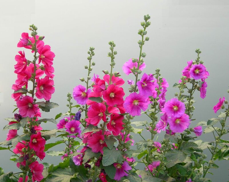 Pink Hollyhock Flowers — Calm, Spring