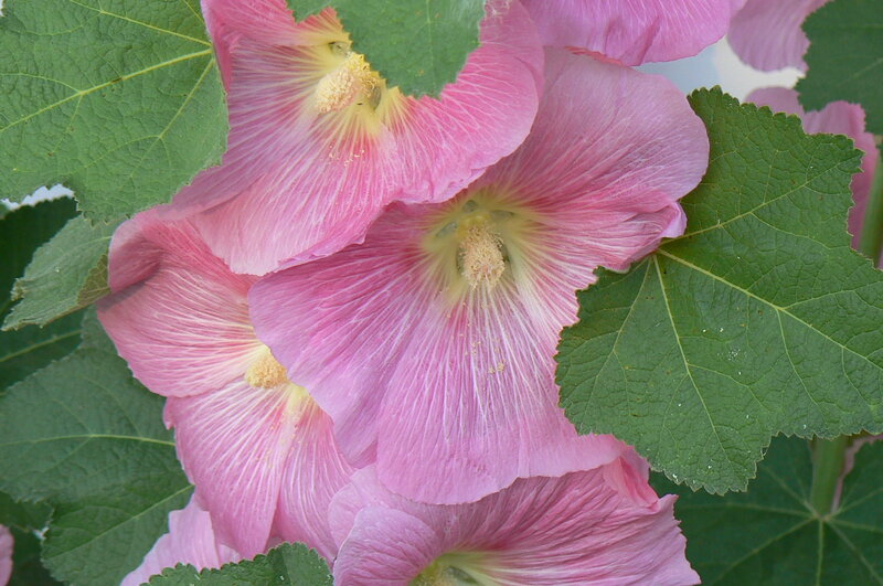 Pink Hollyhock Flowers — Calm, Summer