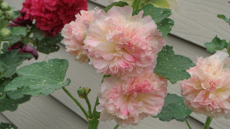 Pink Hollyhock Flowers — Calm