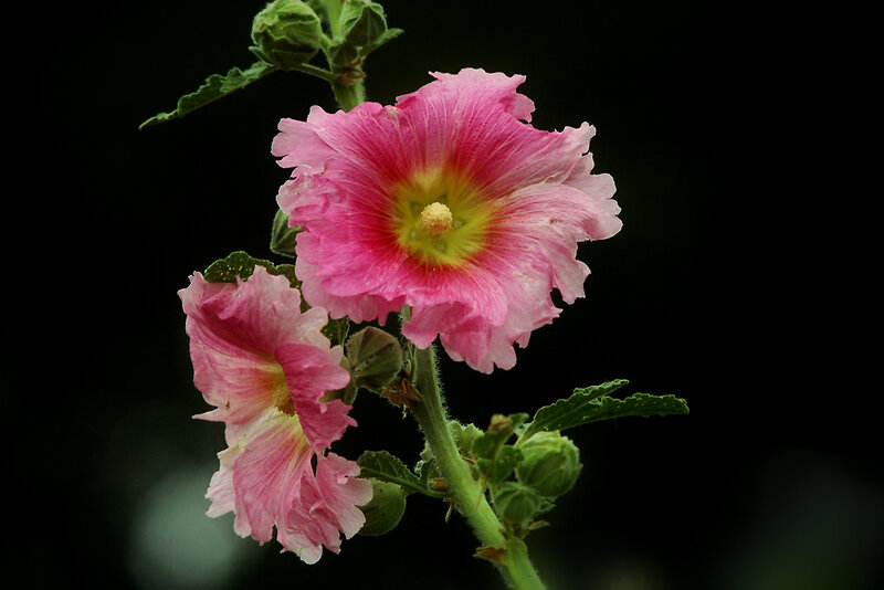 Pink Hollyhock Flowers — Dramatic
