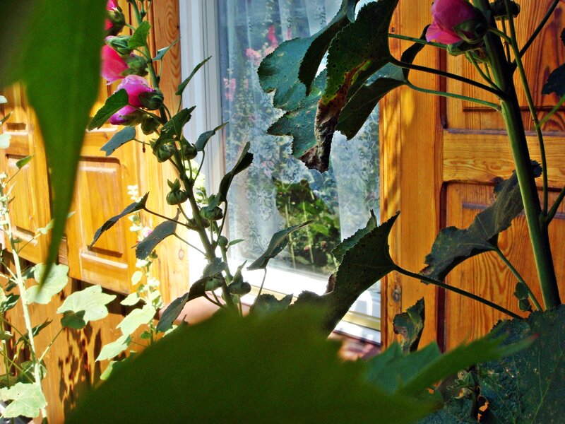 Pink Hollyhock Flowers — Green