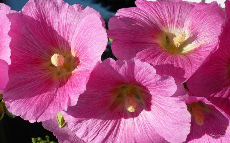 Pink hollyhock flowers in bloom