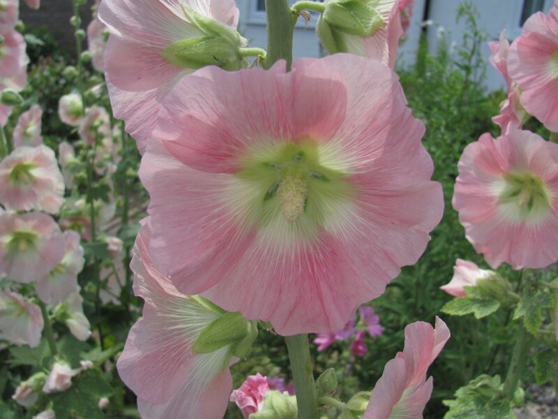Pink hollyhock flowers in bloom