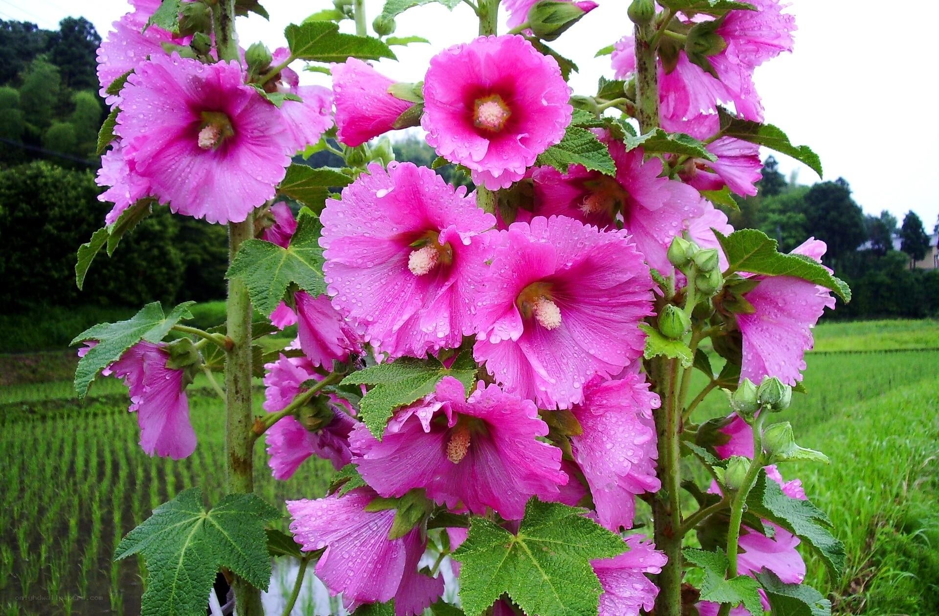 Pink hollyhock flowers in field