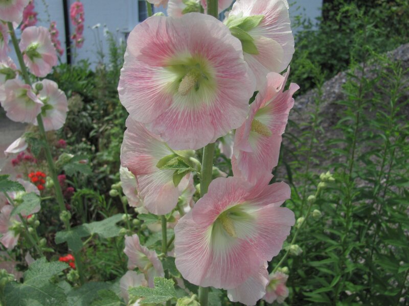 Pink hollyhock flowers in garden