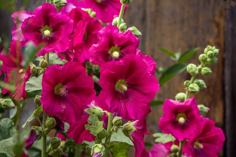 Pink Hollyhock Flowers — Magenta