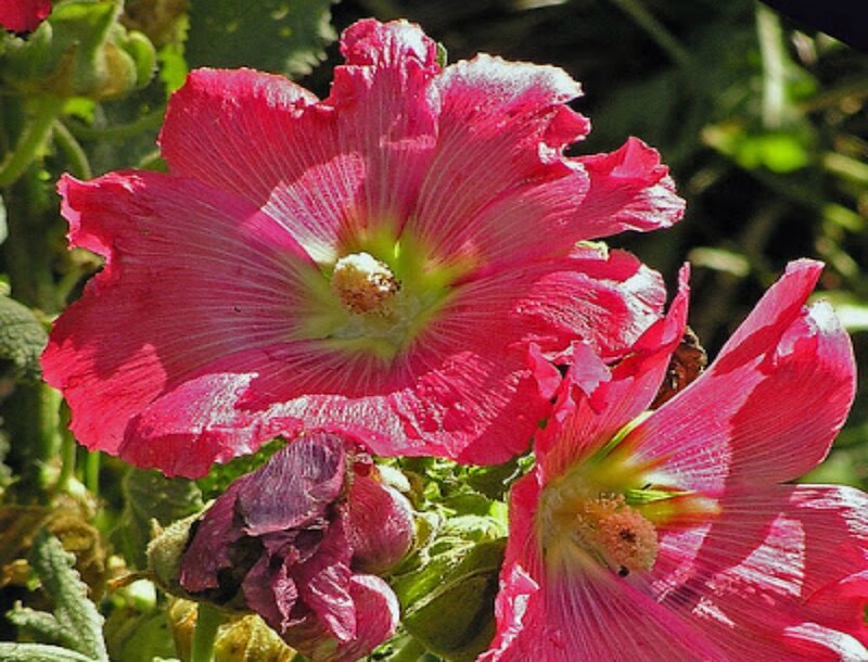 Pink Hollyhock Flowers — Natural