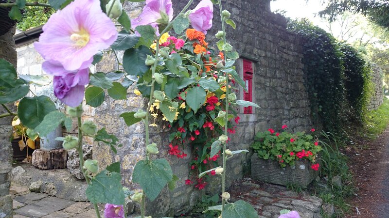 Pink Hollyhock Flowers — Purple