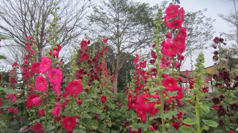 Pink Hollyhock Flowers — Red, Calm