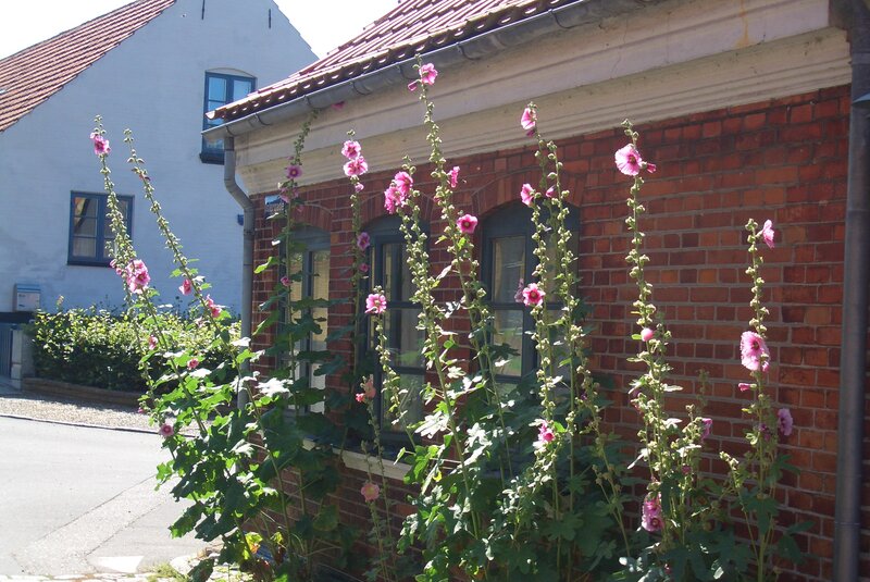Pink Hollyhock Flowers — Red