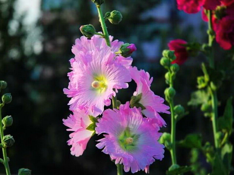 Pink Hollyhock Flowers — Serene, Afternoon, Photograph, Buds