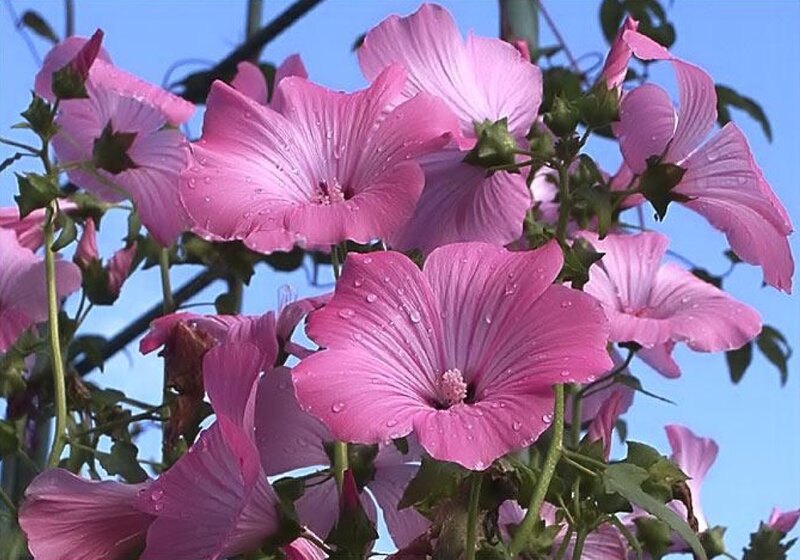 Pink Hollyhock Flowers — Serene, Afternoon, Photograph, Leaves