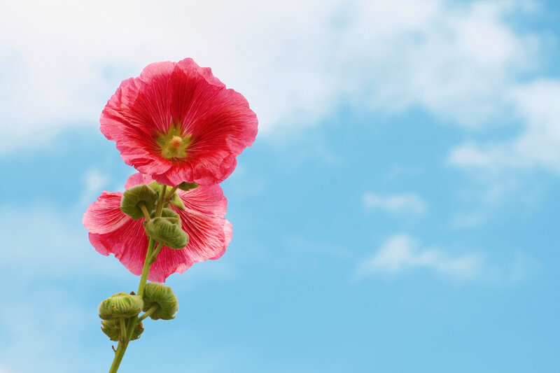 Pink Hollyhock Flowers — Serene, Afternoon, Photograph, Sky