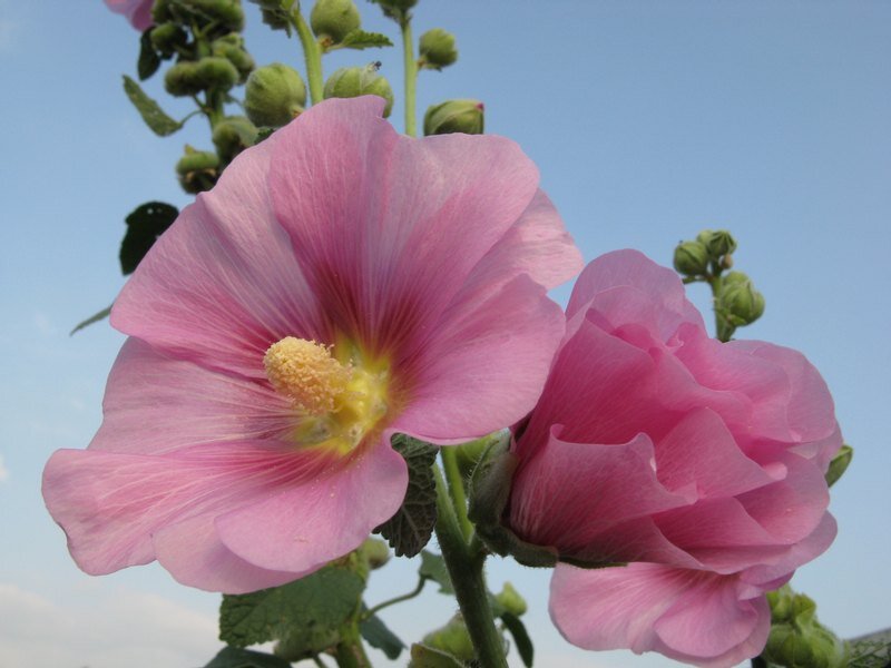 Pink Hollyhock Flowers — Serene, Afternoon, Photograph