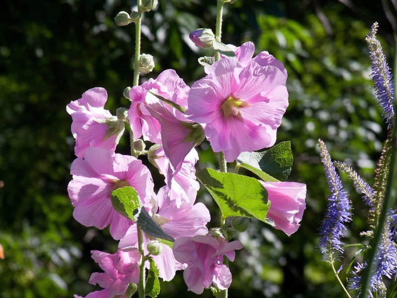 Pink Hollyhock Flowers — Serene, Afternoon