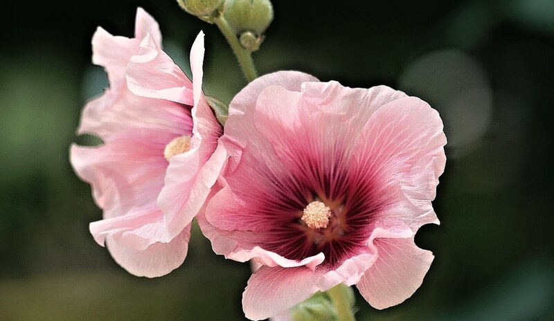 Pink Hollyhock Flowers — Serene, Spring, Photograph