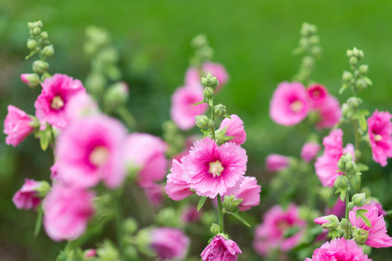 Pink Hollyhock Flowers — Serene, Spring