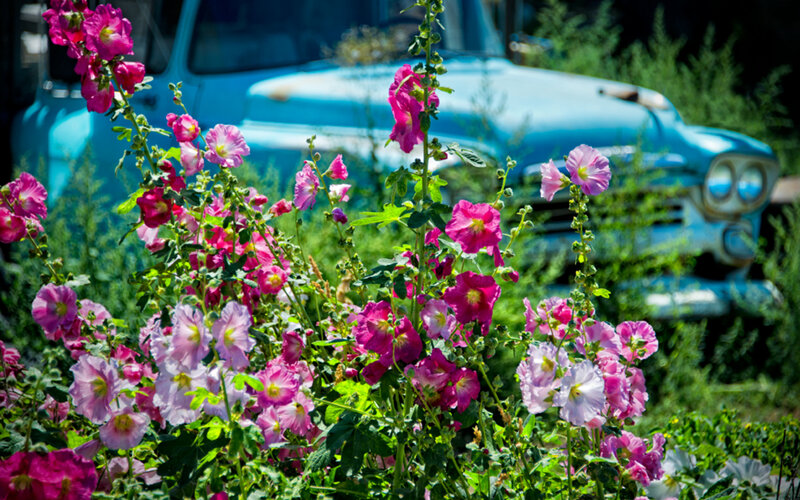 Pink Hollyhock Flowers — Serene