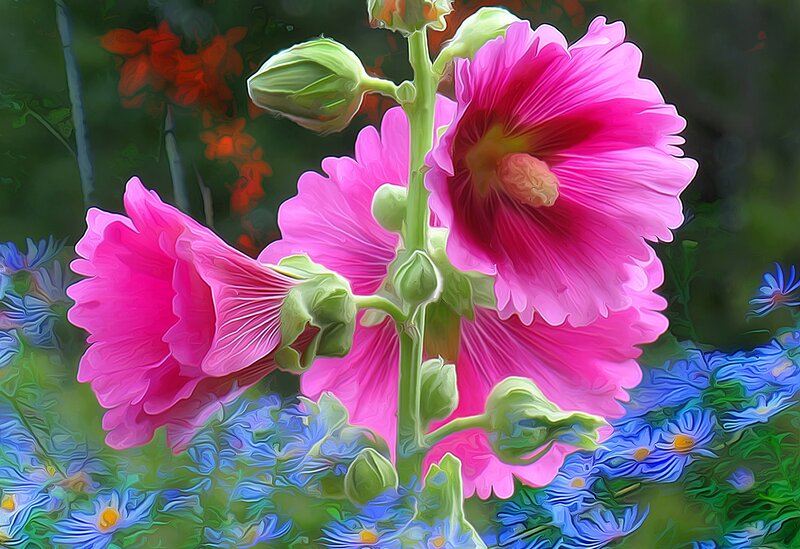 Pink Hollyhock Flowers — Vibrant, Summer, Digital Art