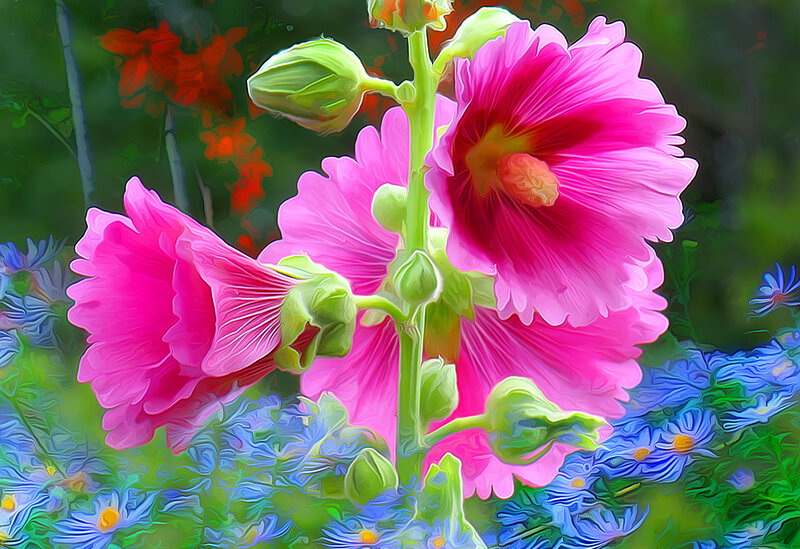 Pink Hollyhock Flowers — Vibrant, Summer