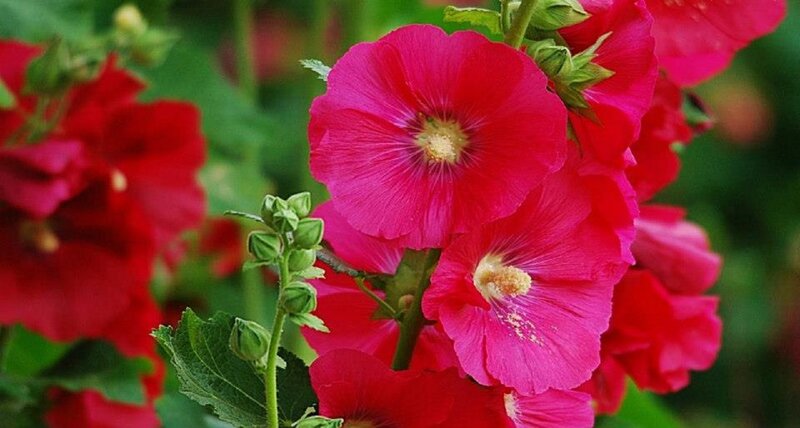 Pink Hollyhock Flowers — Vibrant