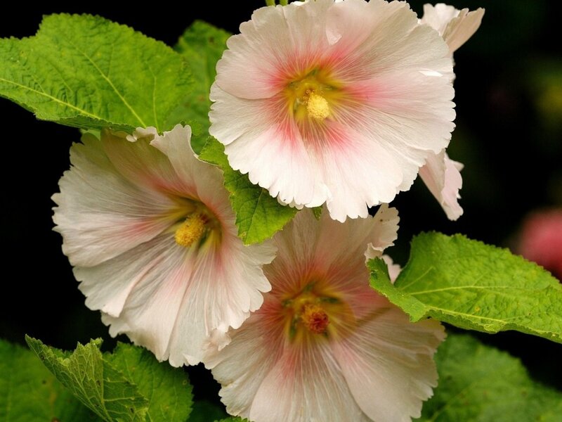 Pink Hollyhock Flowers — White