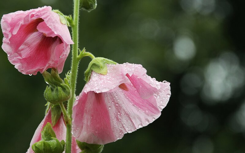 Pink hollyhock flowers with dew