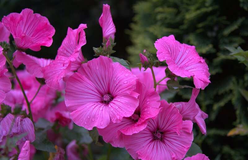 Pink hollyhock flowers with dew