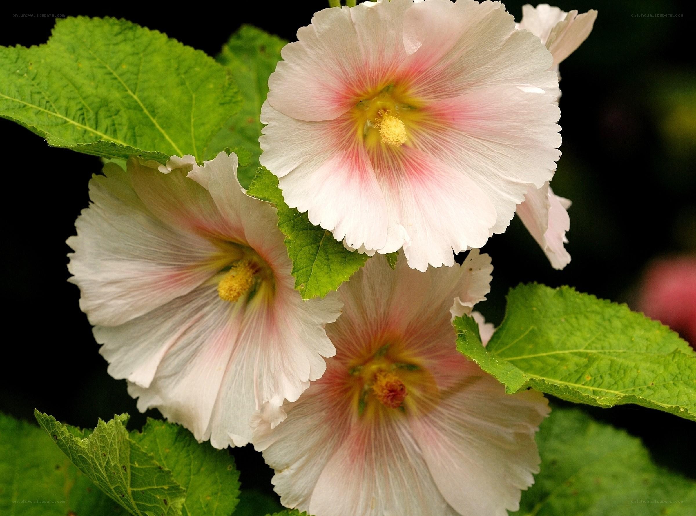 Pink hollyhock flowers