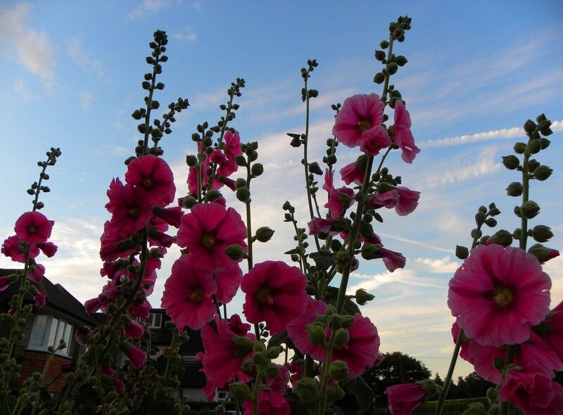 pink hollyhocks against blue sky