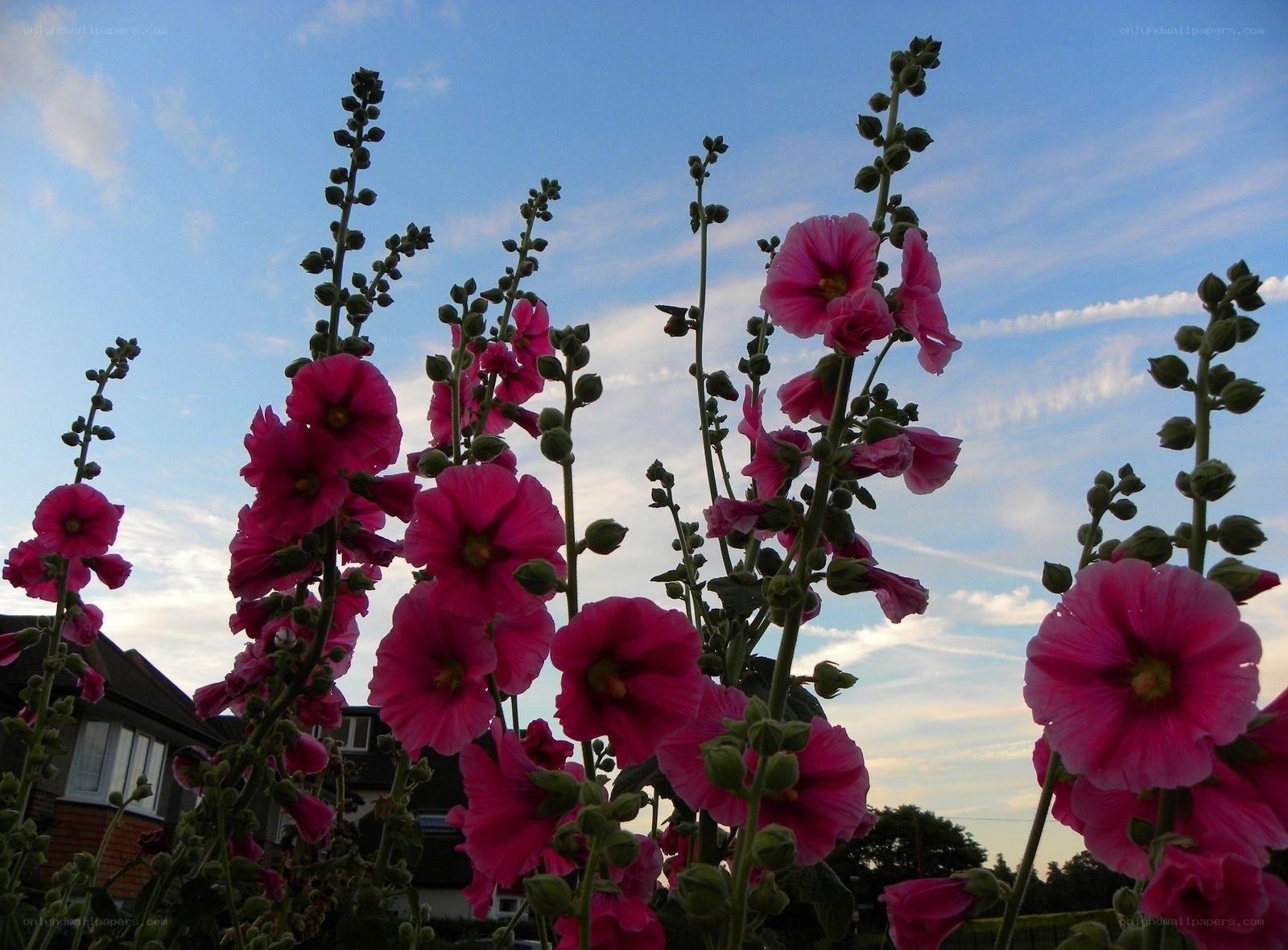 pink hollyhocks against blue sky