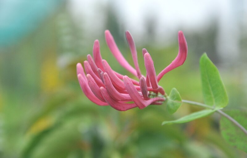 Pink Honeysuckle Flower — Calm