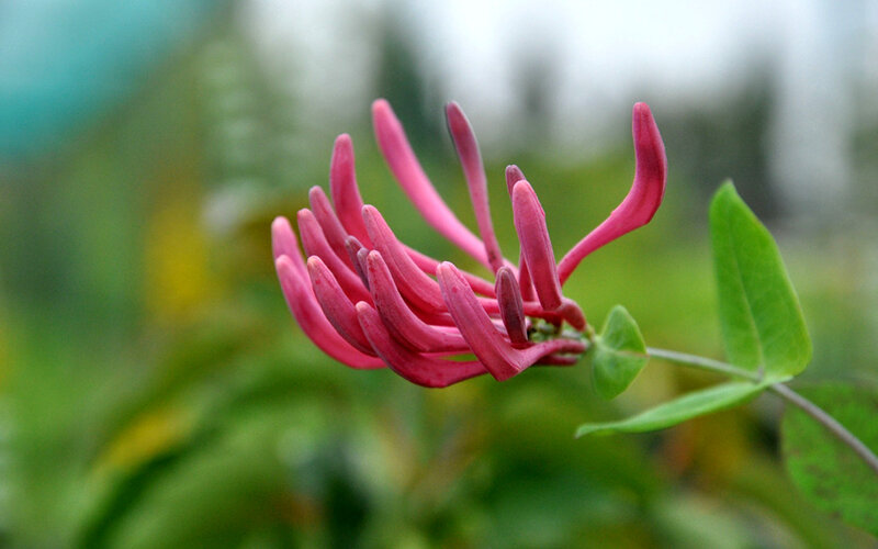 Pink Honeysuckle Flower