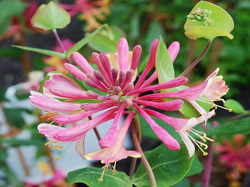 Pink Honeysuckle Flowers
