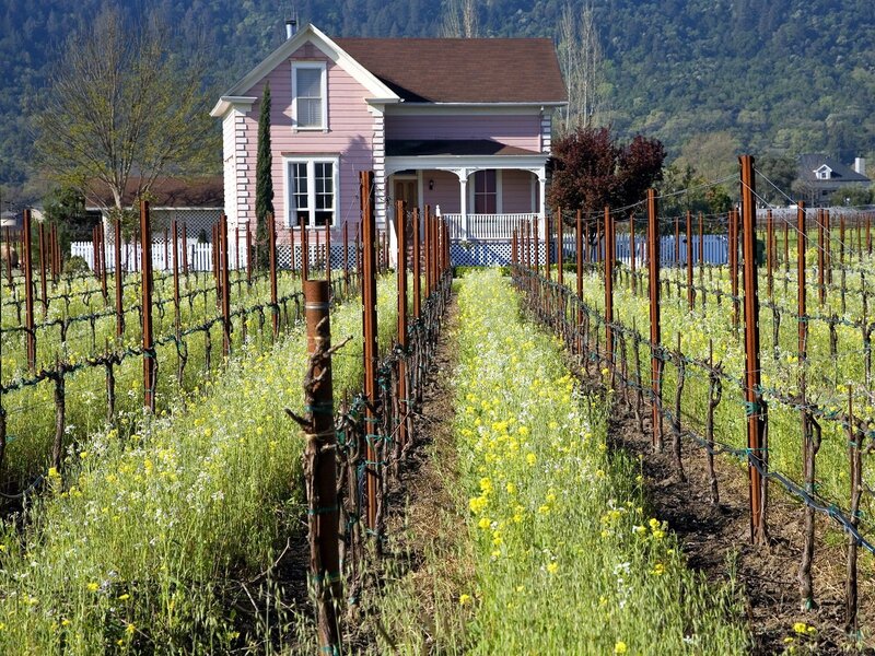 Pink house in vineyard